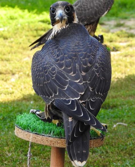 We only sell to licensed general and master falconers and raptor propagators in the U. . Falconry birds for sale